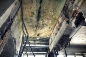 Best Basement Mold Removal  in Roseville, OH